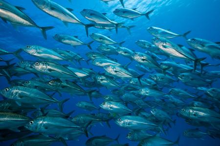 Pacific air patrols will do more than combat illegal fishing